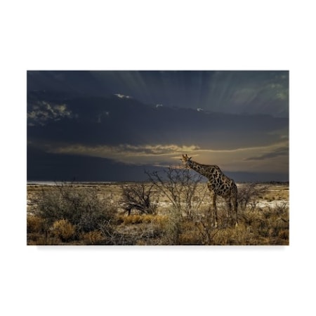 Piet Flour 'Sunrise In Etosha' Canvas Art,16x24